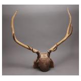 Mounted Deer/Stag Antlers