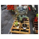 PALLET OF ASSORTED PLANTS