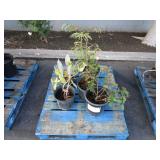 PALLET OF ASSORTED PLANTS