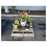 PALLET OF ASSORTED PLANTS