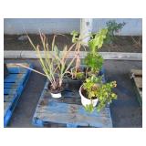PALLET OF ASSORTED PLANTS