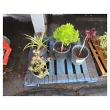 PALLET OF ASSORTED PLANTS