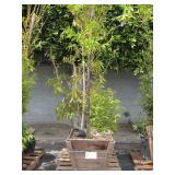 POTTED BAMBOO PLANT