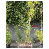 POTTED BAMBOO PLANT