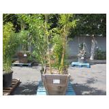 POTTED BAMBOO PLANTS