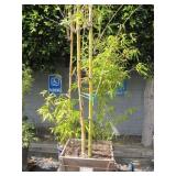 POTTED BAMBOO PLANT
