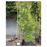 4 POTTED BAMBOO PLANTS