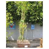 POTTED BAMBOO PLANT