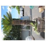 POTTED PALM TREE