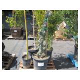 4 POTTED BAMBOO PLANTS