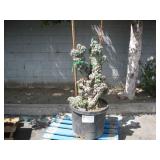 POTTED CACTUS