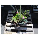 PALLET OF ASSORTED PLANTS
