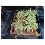 PALLET OF ASSORTED PLANTS