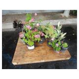 A PALLET OF ASSORTED PLANTS: