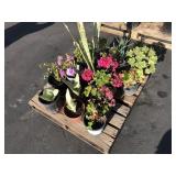PALLET OF ASSORTED PLANTS: