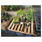 A PALLET OF ASSORTED OF PLANTS