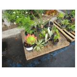 A PALLET OF ASSORTED OF PLANTS