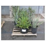 PALLET OF ASSORTED PLANTS