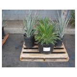 PALLET OF ASSORTED PLANTS