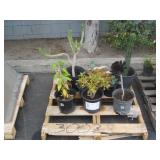 PALLET OF ASSORTED PLANTS