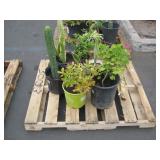 PALLET OF ASSORTED PLANTS