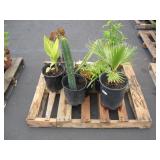 PALLET OF ASSORTED PLANTS