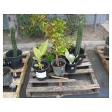 PALLET OF ASSORTED PLANTS