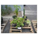 PALLET OF ASSORTED PLANTS