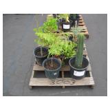 PALLET OF ASSORTED PLANTS
