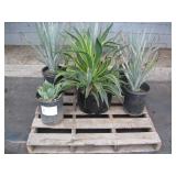 PALLET OF ASSORTED PLANTS