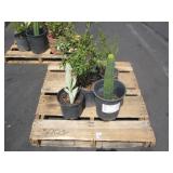 PALLET OF ASSORTED PLANTS