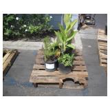 PALLET OF ASSORTED PLANTS