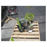 PALLET OF ASSORTED PLANTS