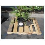 PALLET OF ASSORTED PLANTS