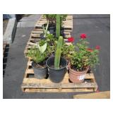 PALLET OF ASSORTED PLANTS