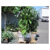 PALLET OF POTTED PLANTS