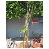 2 POTTED BAMBOO PLANTS