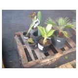 PALLET OF ASSORTED PLANTS