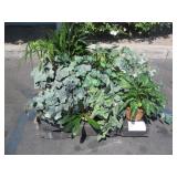 PALLET OF POTTED PLANTS