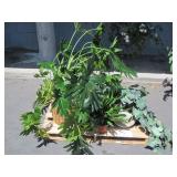 PALLET OF POTTED PLANTS