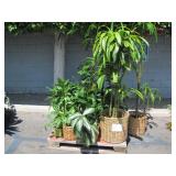 PALLET OF POTTED PLANTS