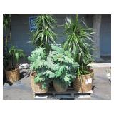 PALLET OF POTTED PLANTS