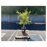 PALLET WITH PLANT