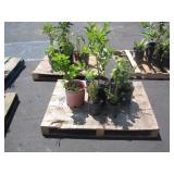 PALLET OF POTTED PLANTS