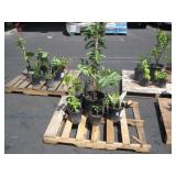 PALLET OF POTTED PLANTS