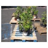 PALLET OF POTTED PLANTS