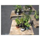 PALLET OF POTTED PLANTS