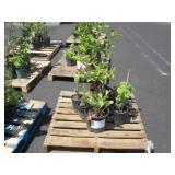 PALLET OF POTTED PLANTS