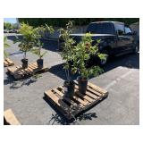 PALLET WITH 2 PLANTS