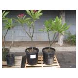 2 POTTED PLANTS